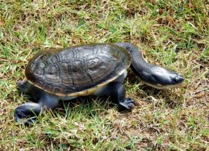 Christopher D Balenzano