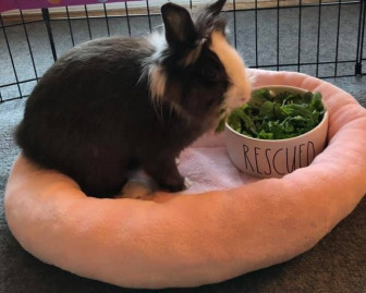 Victoria Elayne Marshall